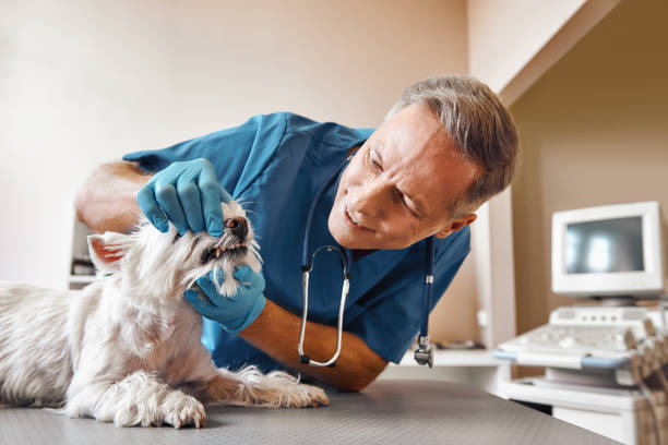 Best Dental Abscess Treatment in Avondale Estates, GA